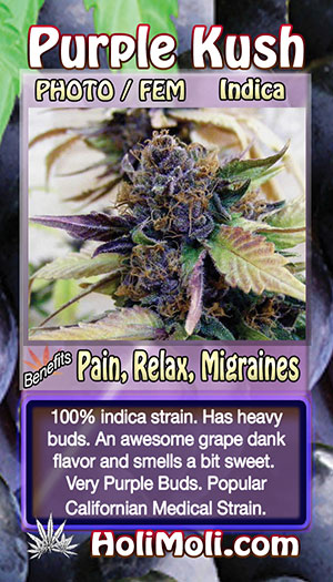 purple kush holi moli card pic front