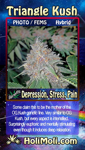 triangle kush holi moli card pic front