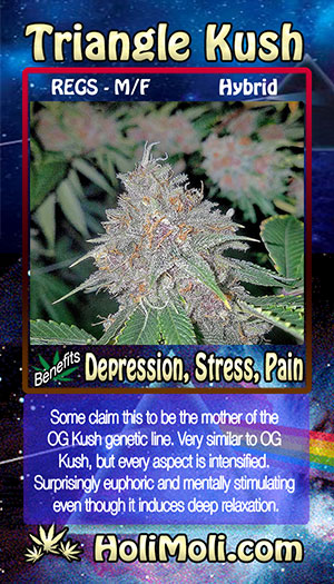 triangle kush reg holi moli card pic front