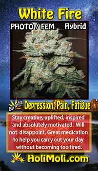 white fire kush holi moli card information