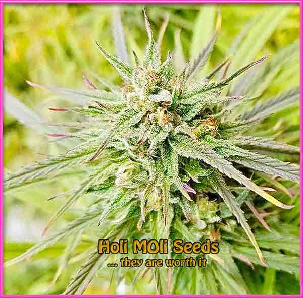 photo of acdc feminized cannabis bud