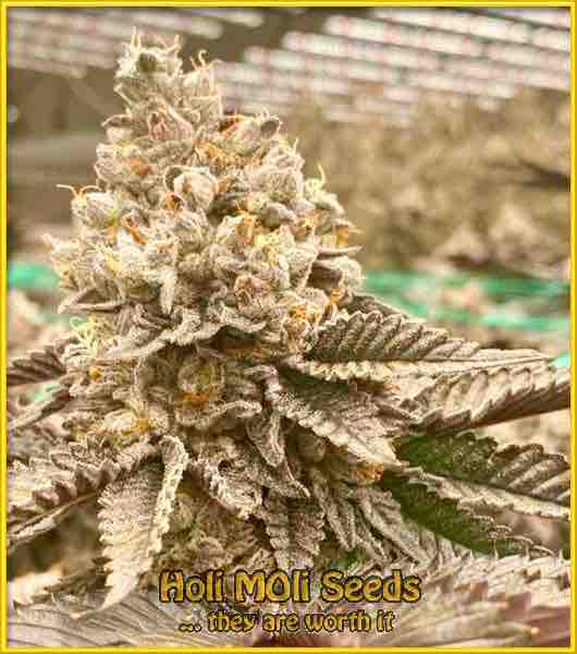 Afghan Hashplant cannabis strain photo