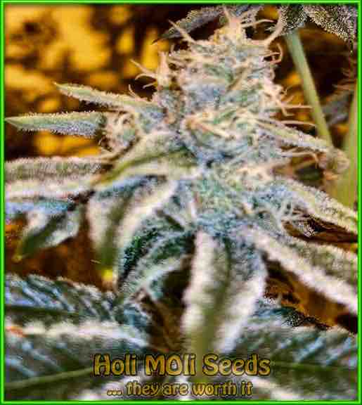 Alien Mints cannabis strain photo