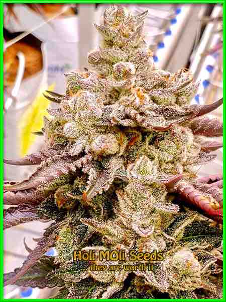 Alien Rock Candy cannabis strain photo