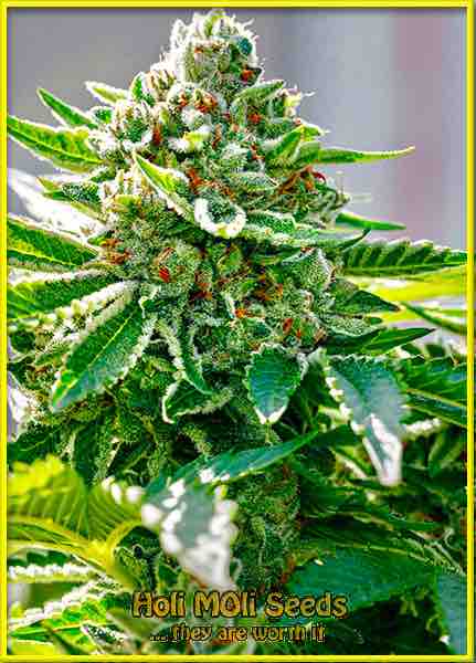 photo of animal-cookies feminized cannabis bud