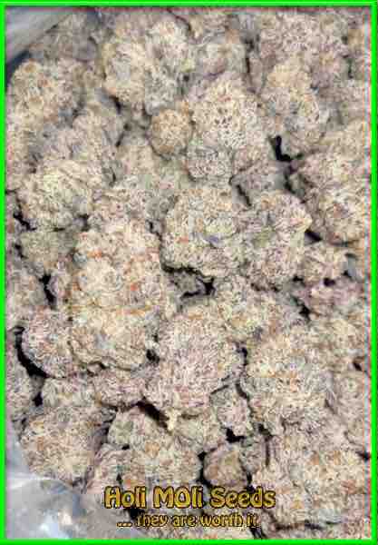 Animal Mints cannabis strain photo