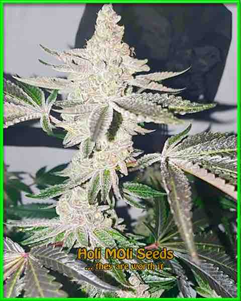 Feminized Seeds 1 Fritter cannabis strain photo