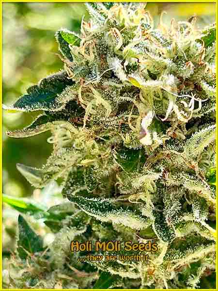 Big Bud cannabis strain photo
