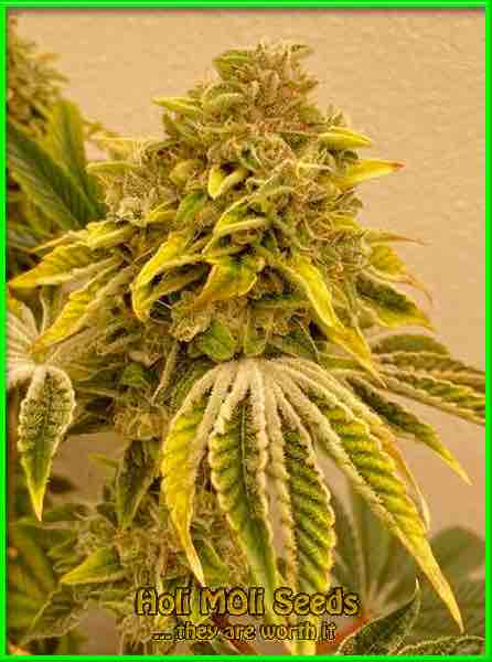 photo of big-momma feminized cannabis bud