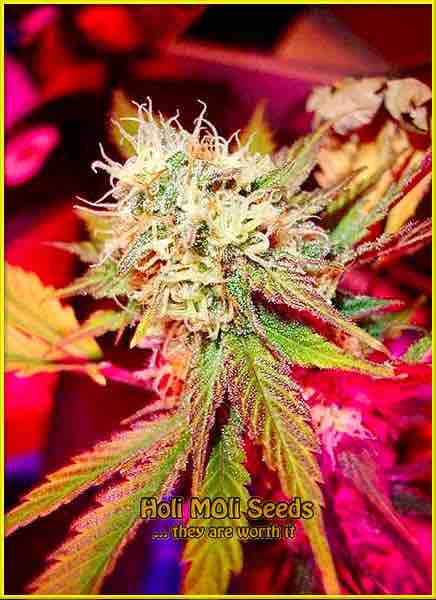 Black Domina cannabis strain photo