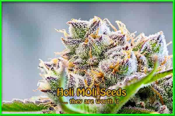 Blackberry Pie cannabis strain photo