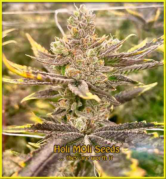 Blue Colombian Kush cannabis strain photo