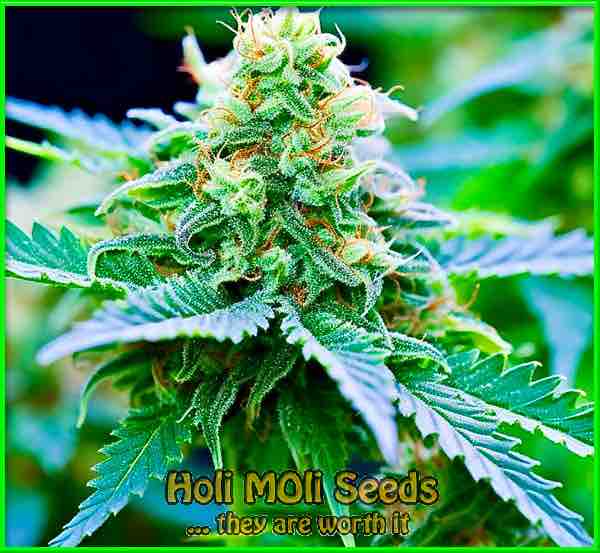 photo of blue-diesel feminized cannabis bud