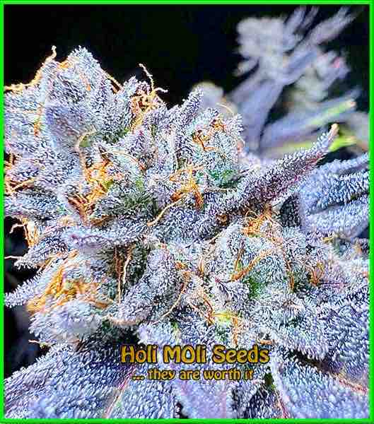 Blue Haze cannabis strain photo