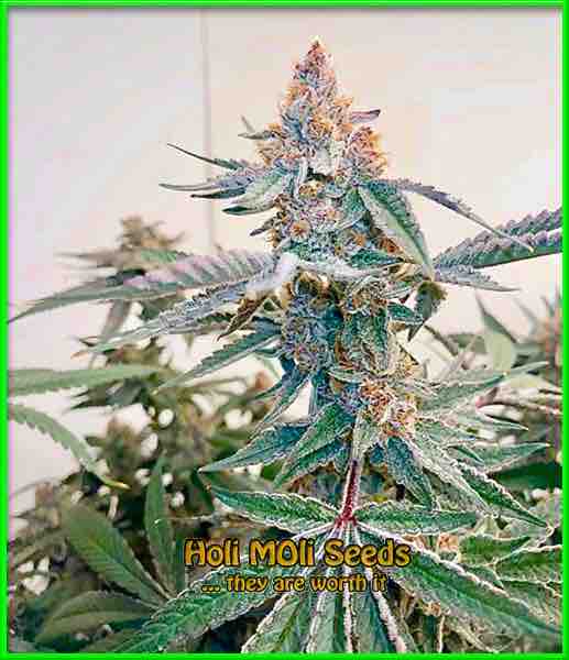 Blue Widow cannabis strain photo