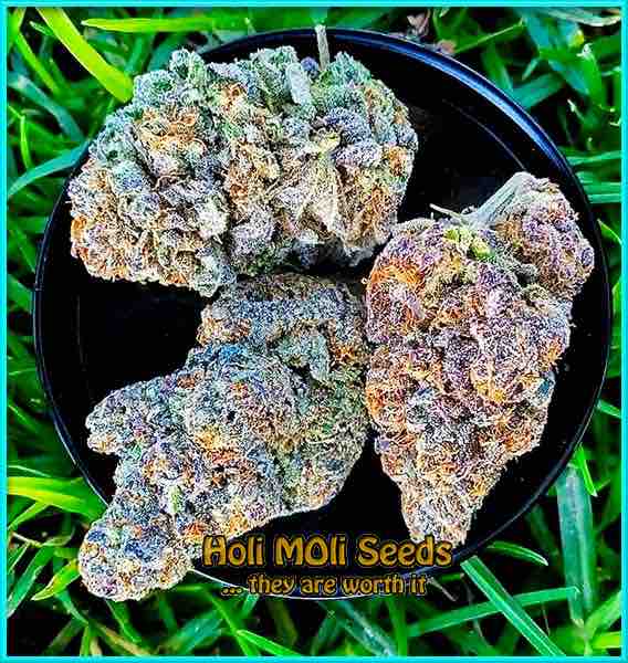 Blueberry Cinderella cannabis strain photo
