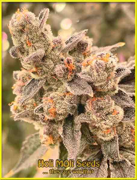 Blueberry Muffins cannabis strain photo