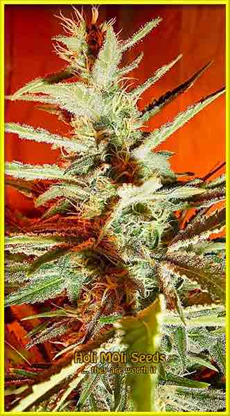 Bubblegum cannabis strain photo