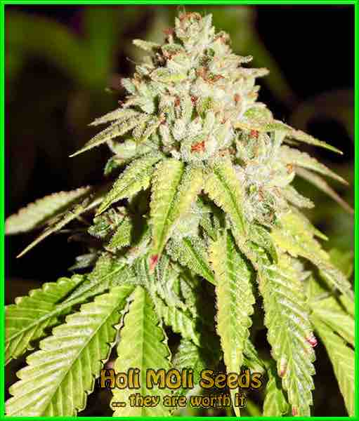 photo of cali-og feminized cannabis bud