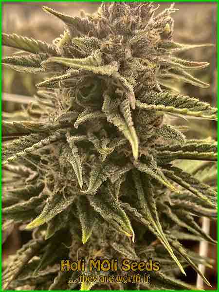 photo of cereal-milk feminized cannabis bud