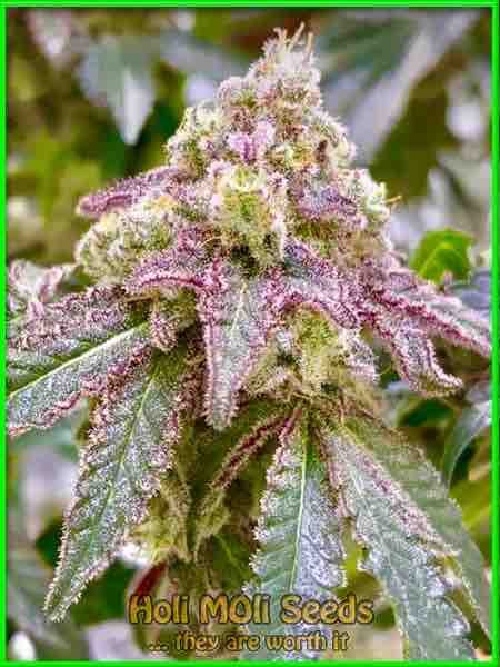 Cherry Punch cannabis strain photo