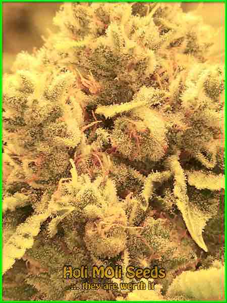 Critical 47 cannabis strain photo