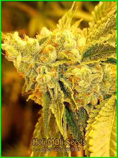 photo of ak-blue-widow autoflowering cannabis bud