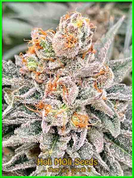 Big Devil cannabis strain photo