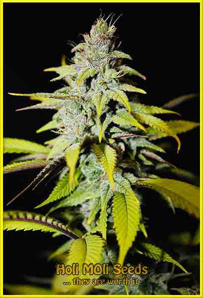 photo of Blueberry autoflower marijuana bud