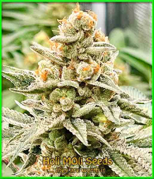 florida sunrise autoflower cannabis strain photo