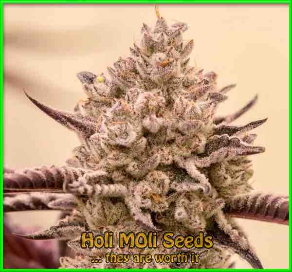 Gorilla Kush cannabis strain photo