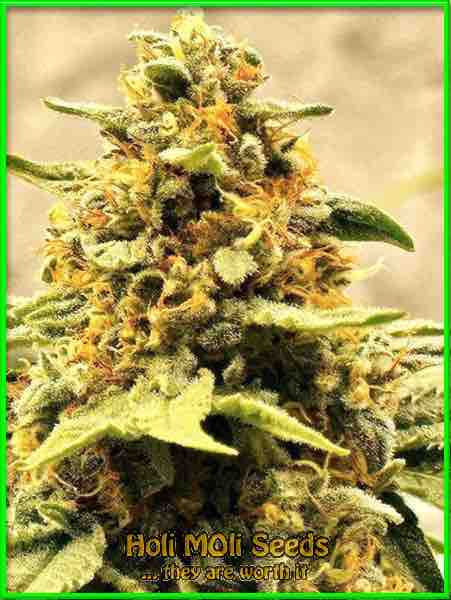 Lowryder cannabis strain photo