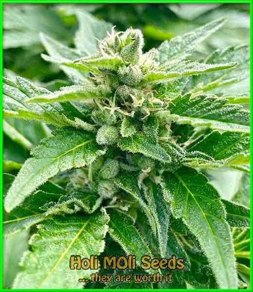 Moonshine Cookies cannabis strain photo