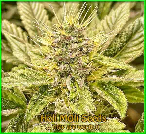 Pineapple Express cannabis strain photo