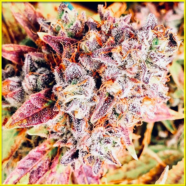 photo of purple-lemonade autoflowering cannabis bud