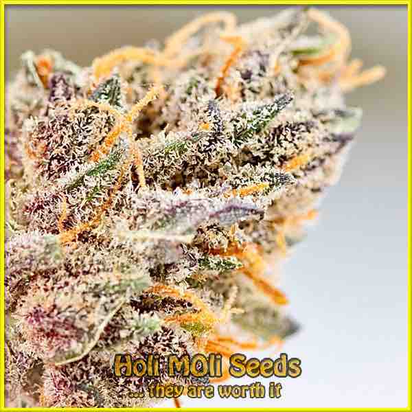 photo of purple-sunset autoflowering cannabis bud