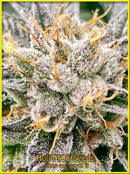 Red Devil cannabis strain photo