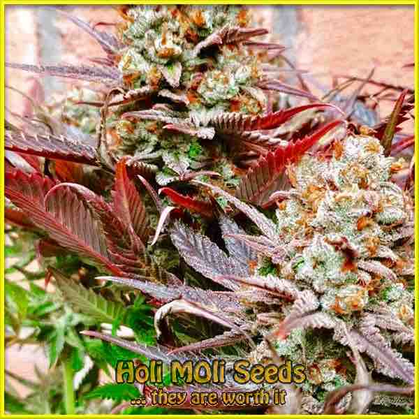 Red Super Skunk cannabis strain photo