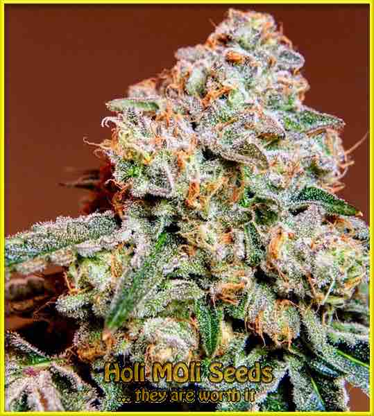 Strawberry Pie cannabis strain photo