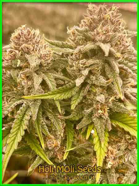 White LSD cannabis strain photo