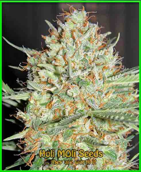 white widow autoflower cannabis strain photo