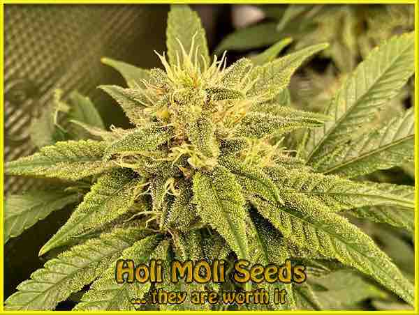 photo of yumbolt autoflowering cannabis bud