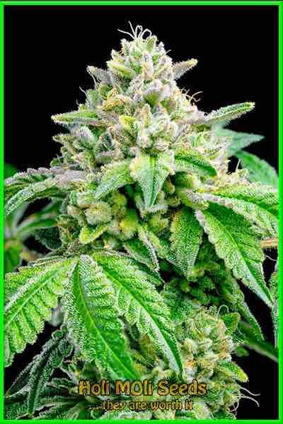 photo of dream-cake feminized cannabis bud