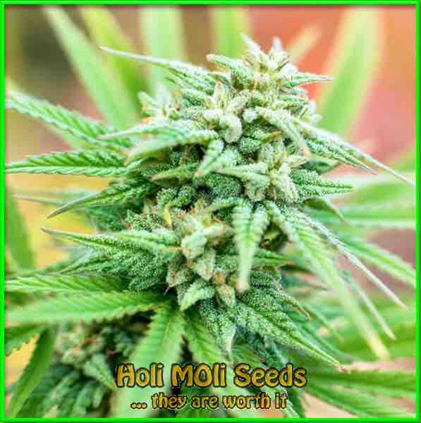 Dutch Treat cannabis strain photo