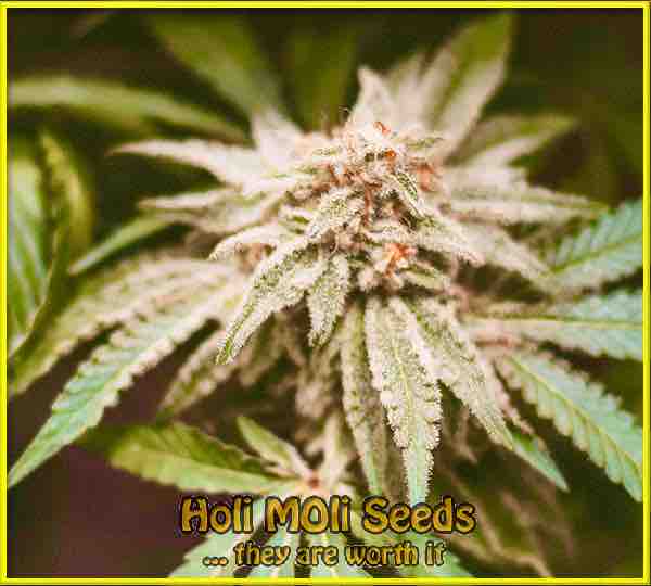 photo of florida-sundae feminized cannabis bud