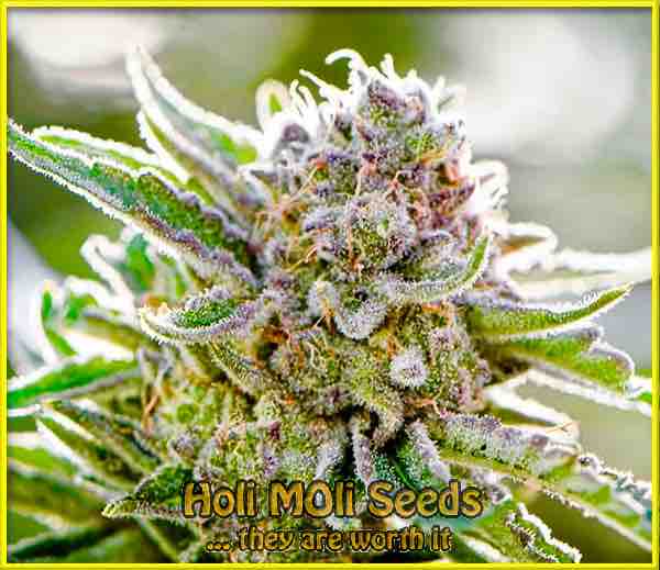 photo of forbidden-muffins feminized cannabis bud