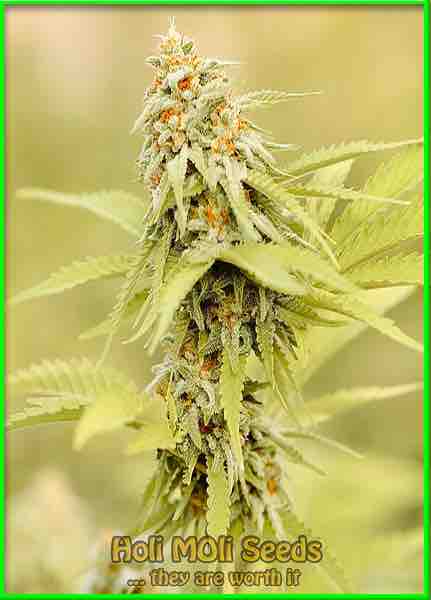 French Cookies cannabis strain photo