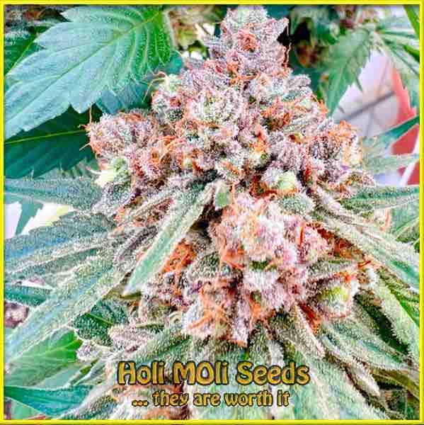 photo of frosted-guava feminized cannabis bud