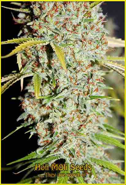 G-13 cannabis strain photo