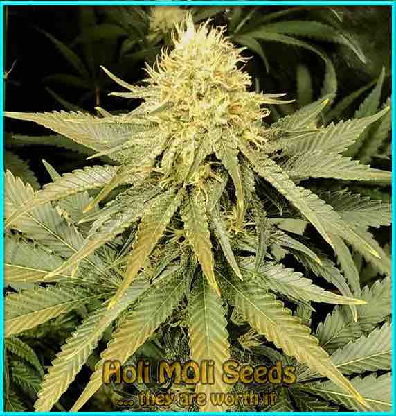 Ghost Train Haze cannabis strain photo